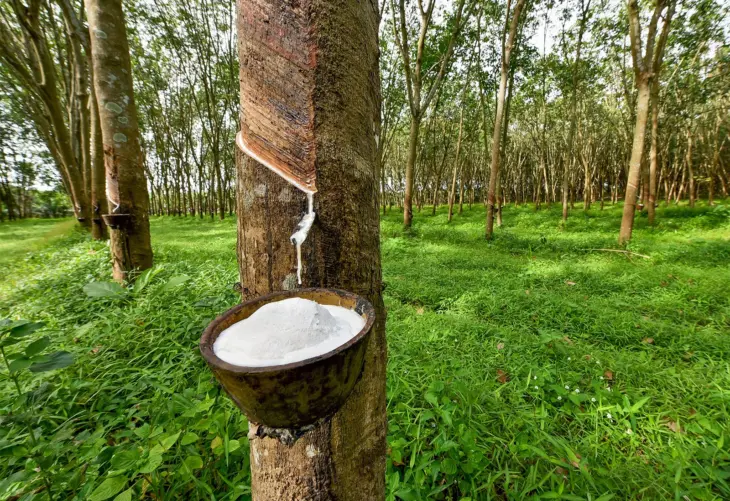 Latex rubber tree