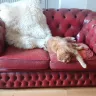 Chesterfield Recovered